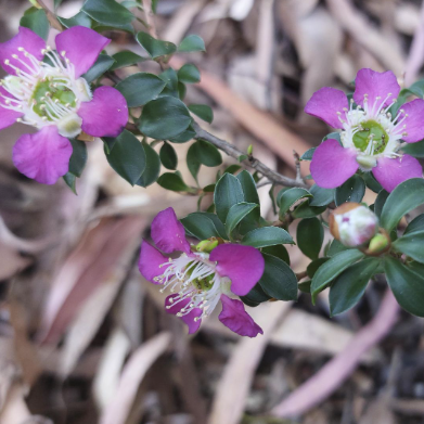 Leptospermum scoparium Purple Haze