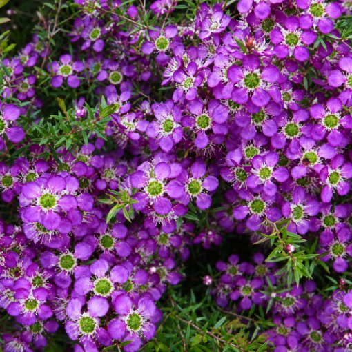 Leptospermum scoparium Purple Haze