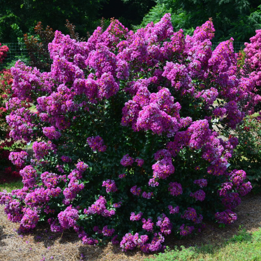Lagerstroemia fauriei × indica Purple Magic