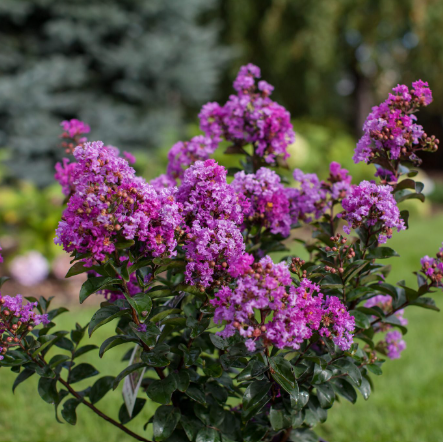 Lagerstroemia fauriei × indica Purple Magic