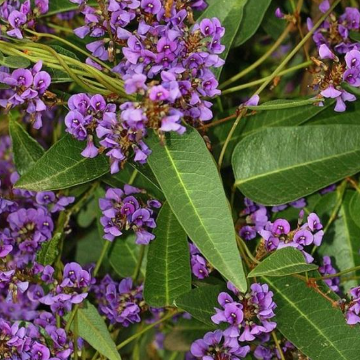 Hardenbergia violacea Purple Spray