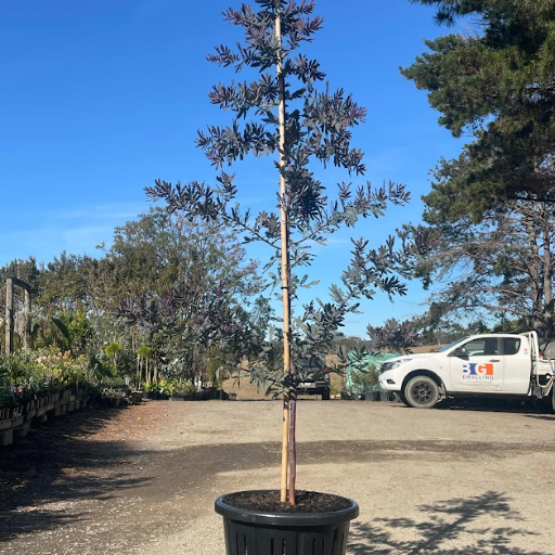 Eucalyptus Purple Patch