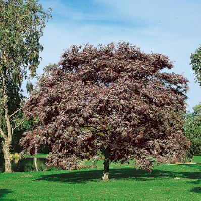 Eucalyptus Purple Patch