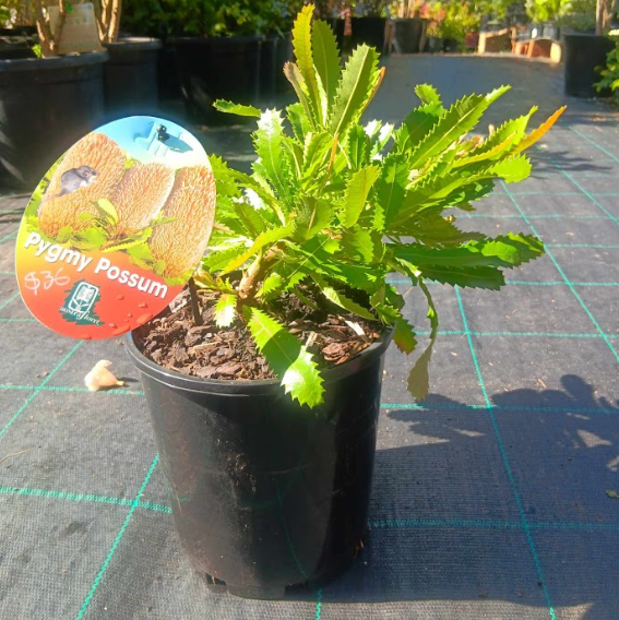 Banksia serrata Pygmy Possum