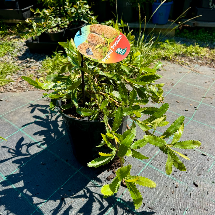 Banksia serrata Pygmy Possum