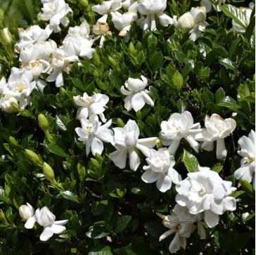 Gardenia augusta Radicans