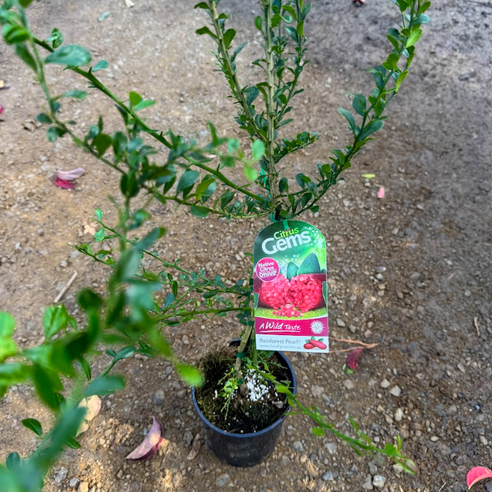 Citrus australasica Rainforest Pearl PBR Finger Lime Grafted
