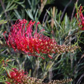 Grevillea Raspberry Dream
