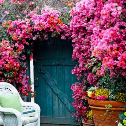Bougainvillea glabra Raspberry Ice