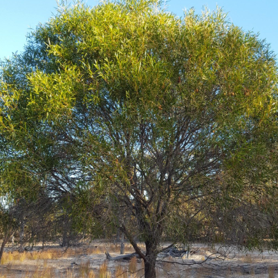 Acacia acuminata Raspberry Jam Wattle - Tucker Bush