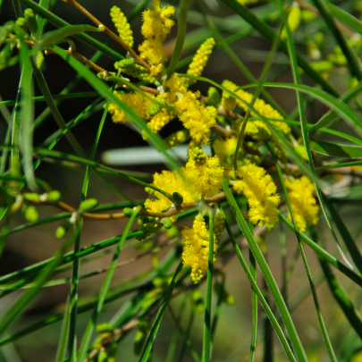 Acacia acuminata Raspberry Jam Wattle - Tucker Bush