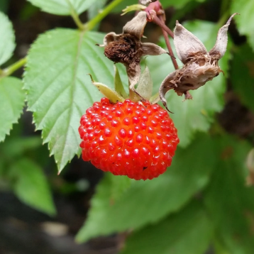 Rubus probus Native Raspberry