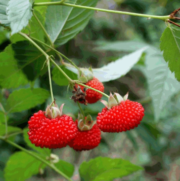 Rubus probus Native Raspberry