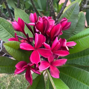Plumeria rubra Raspberry Royale Frangipani