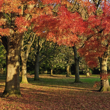 Fraxinus angustifolia Raywood Claret Ash