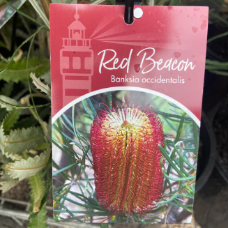 Banksia occidentalis Red Beacon