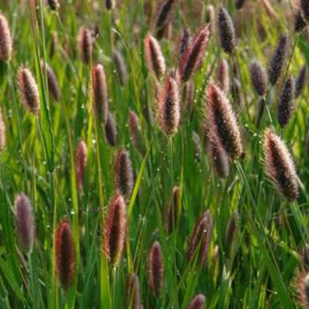 Pennisetum messiacum Red Buttons