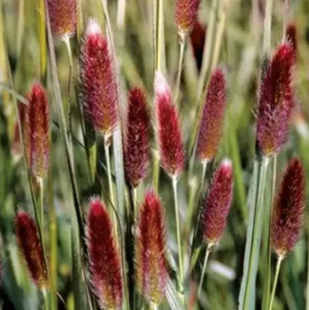 Pennisetum messiacum Red Buttons