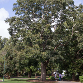 Toona ciliata Australian Red Cedar