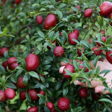 Citrus australasica Red Centre Lime /Finger Lime PBR Grafted