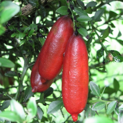 Citrus australasica Red Champagne Finger Lime