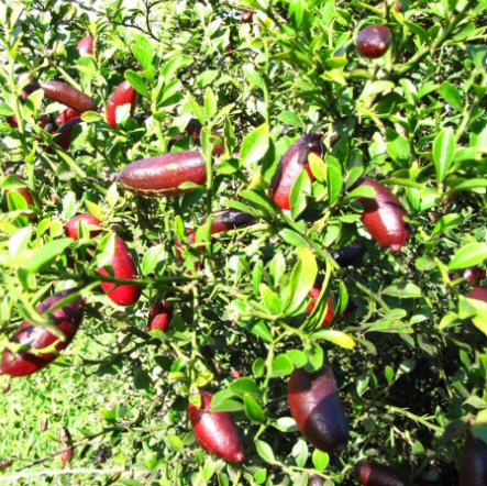 Citrus australasica Red Champagne Finger Lime