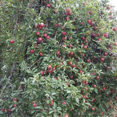 Malus domestica Red Delicious Apple Tree