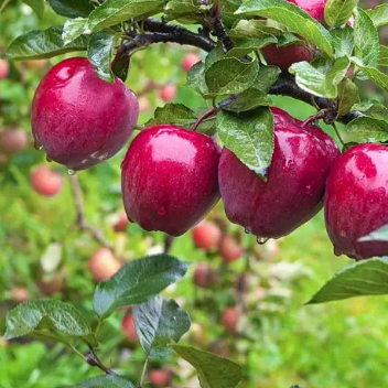 Malus domestica Red Delicious Apple Tree
