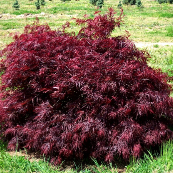 Acer palmatum dissectum Red Dragon