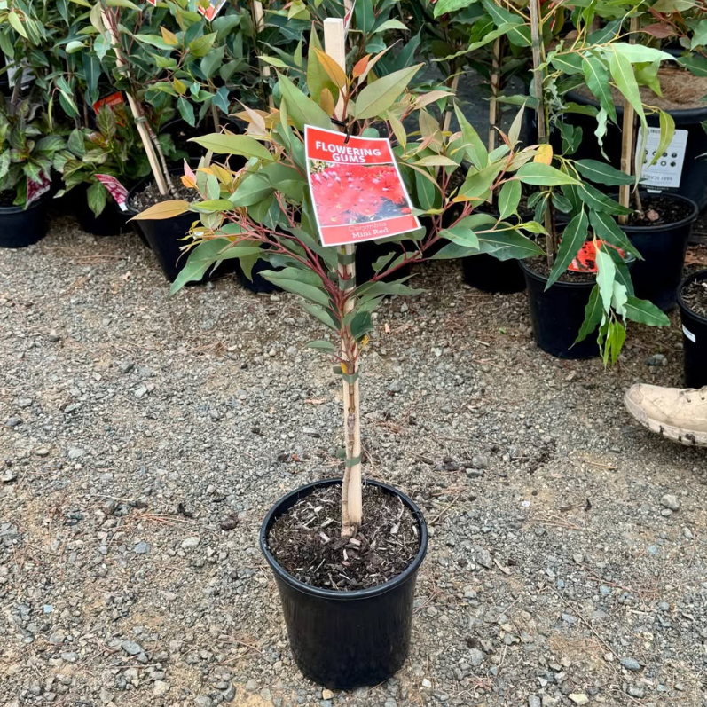 Corymbia ficifolia Mini Red