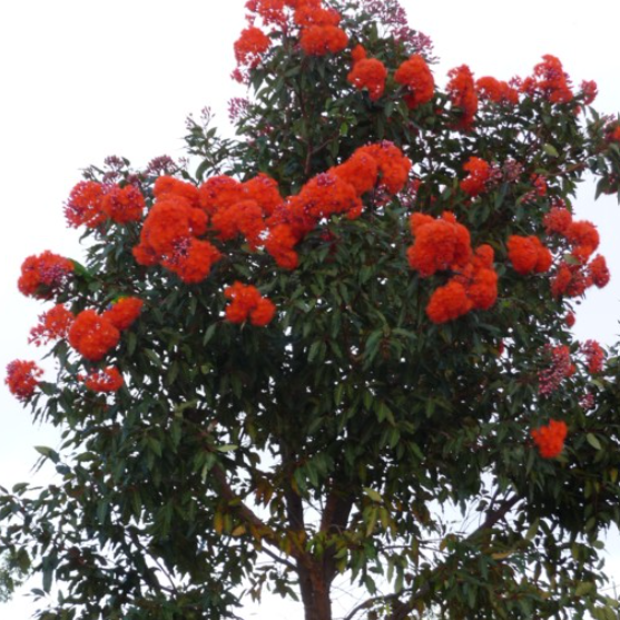 Corymbia ficifolia Mini Red