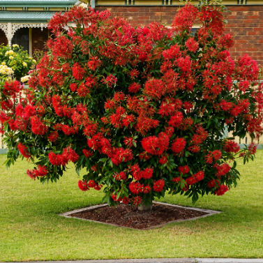 Corymbia ficifolia Dwarf Red Grafted