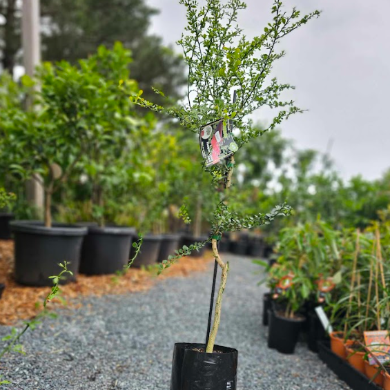 Citrus australasica Red Finger Lime Grafted