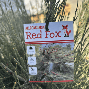 Allocasuarina monilifera Red Fox