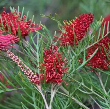 Grevillea hookeriana Red Hooks