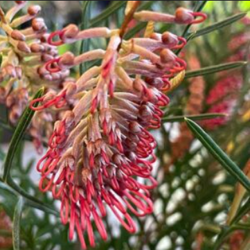 Grevillea hookeriana Red Hooks
