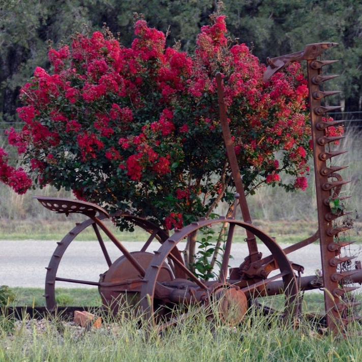 Lagerstroemia Diamonds in the Dark Red Hot Crepe Myrtle
