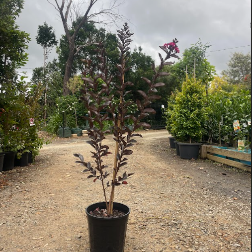 Lagerstroemia Diamonds in the Dark Red Hot