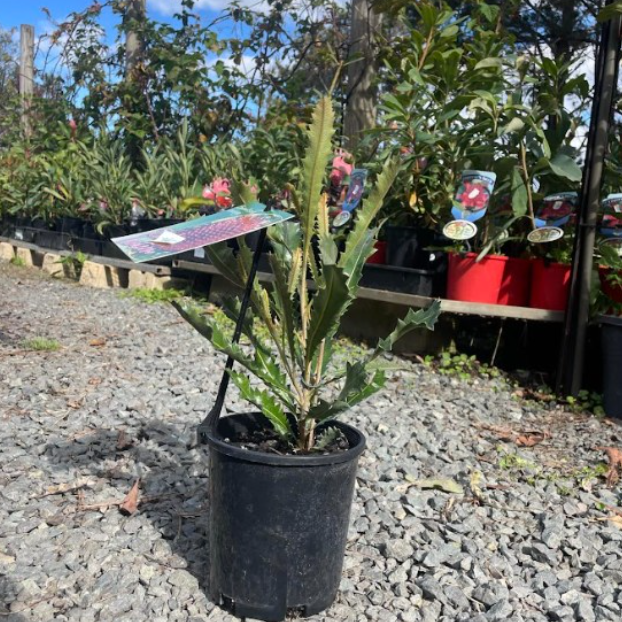 Banksia caleyi Red Lantern