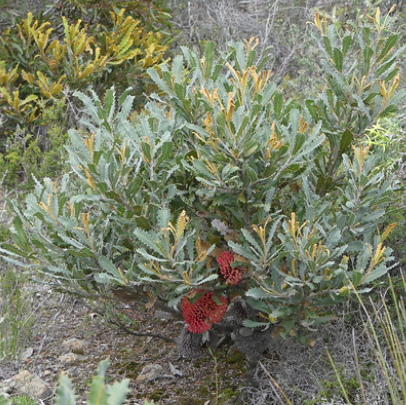 Banksia caleyi Red Lantern
