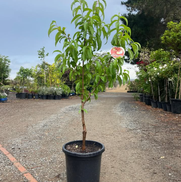 Prunus persica Red Noonan Peach Dwarf