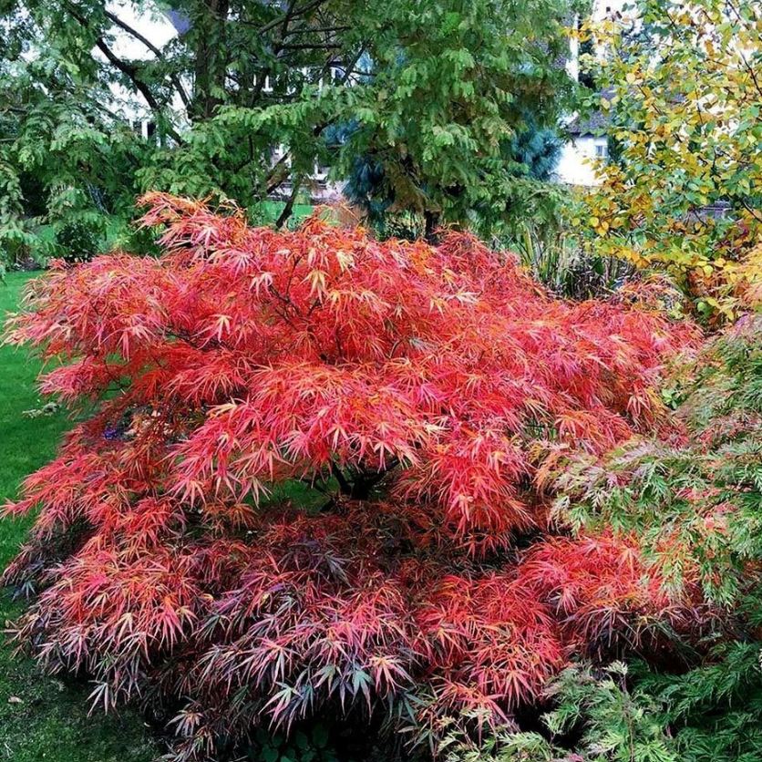 Acer palmatum Red Pygmy