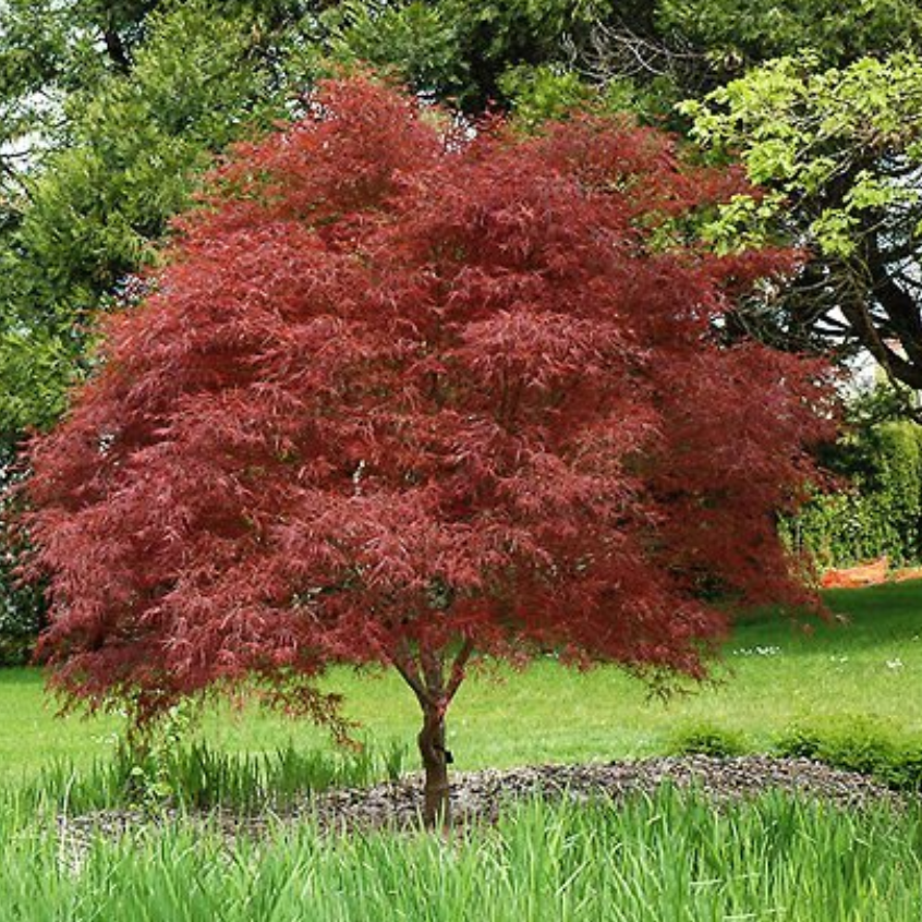 Acer palmatum Red Pygmy