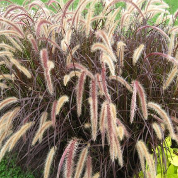 Pennisetum setaceum Red Riding Hood