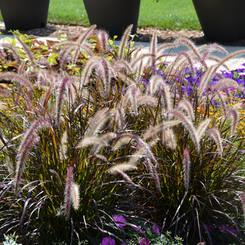 Pennisetum setaceum Red Riding Hood