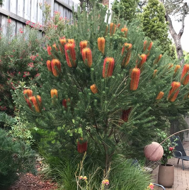 Banksia ericifolia Red Rover