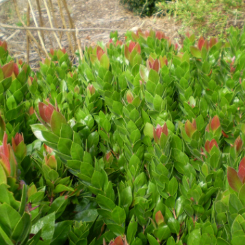 Callistemon PBR Red Rover