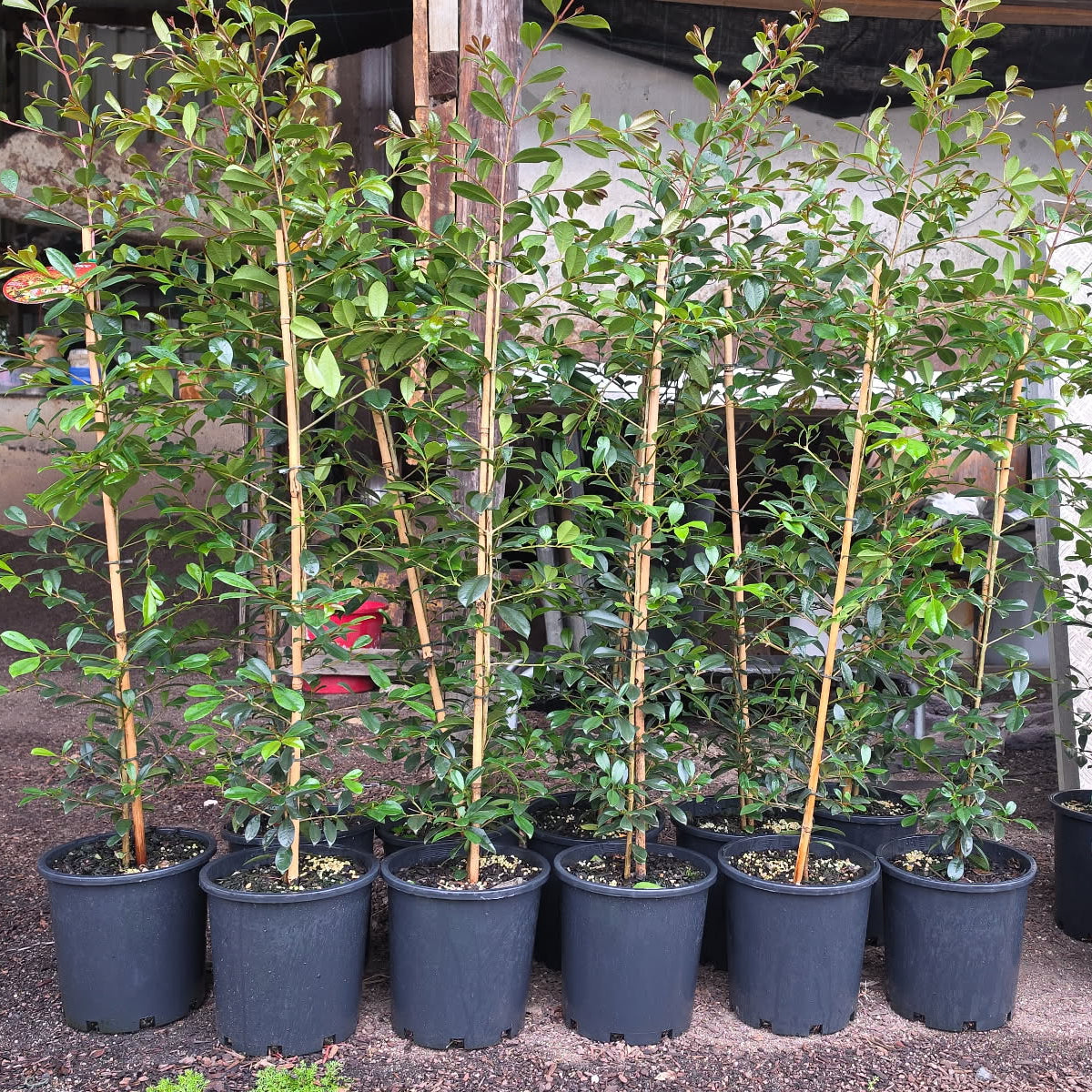 Syzygium australe Resilience