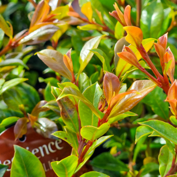 Syzygium australe Resilience