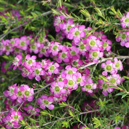 Leptospermum hybrida Rhiannon